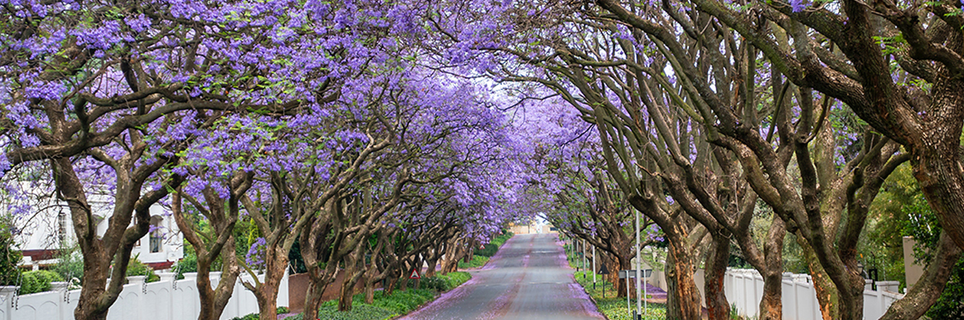 San Diego, California, USA downtown skyline.