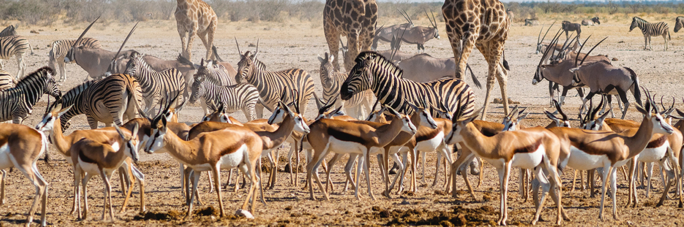 San Diego, California, USA downtown skyline.